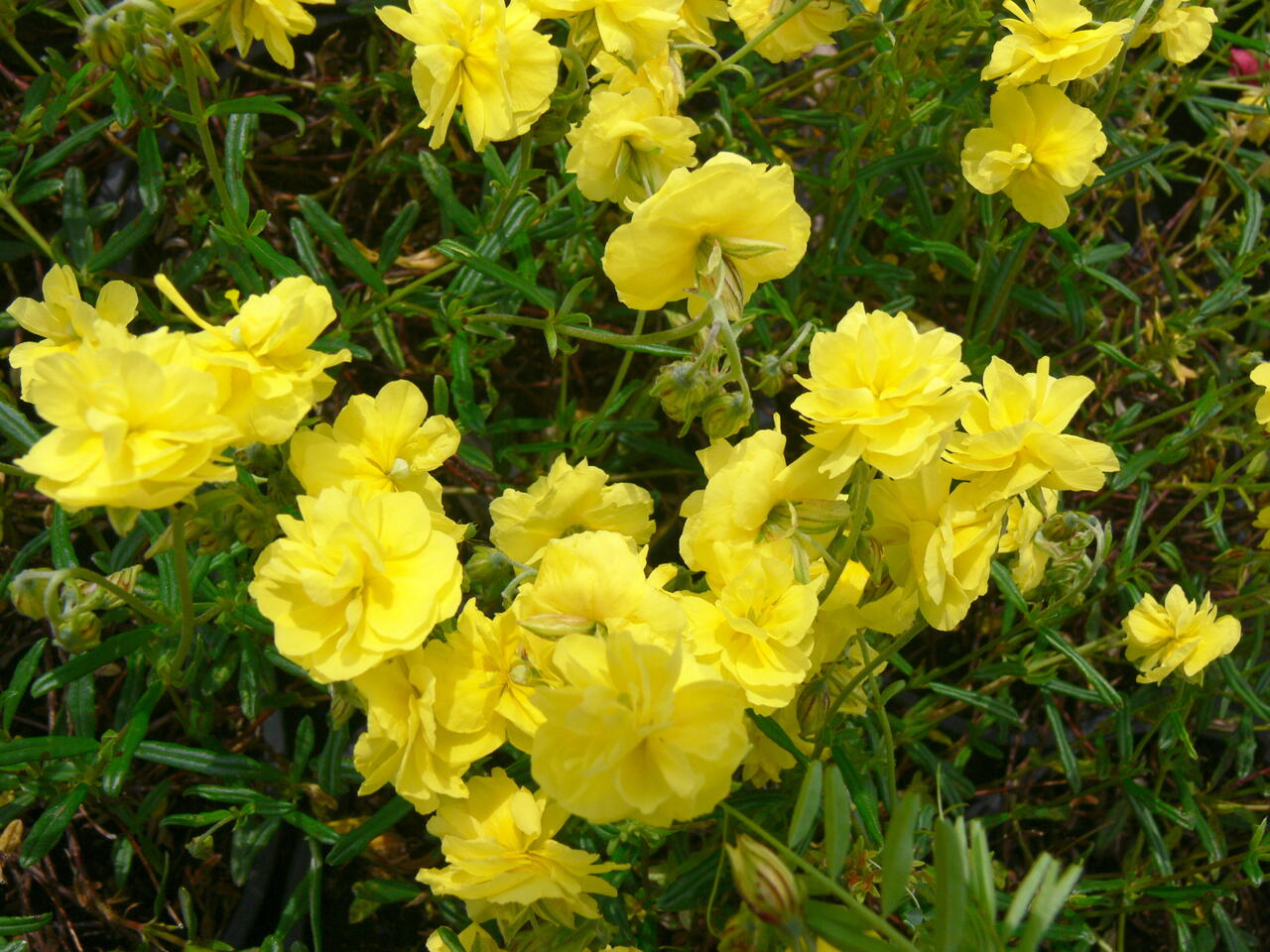 Helianthemum sulphureum 'Plenum'